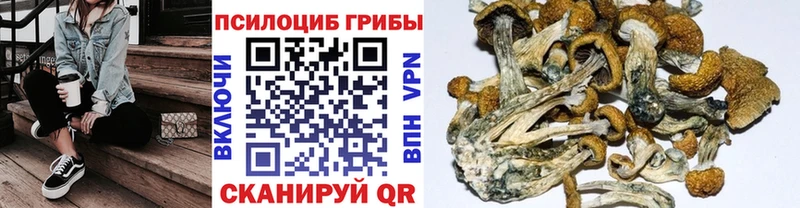 Купить где  Карабулак  Псилоцибиновые грибы Magic Shrooms 